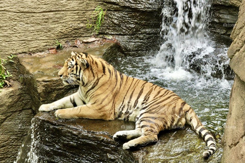 Tiger on a rock ledge where water is coming down from a small waterfall 