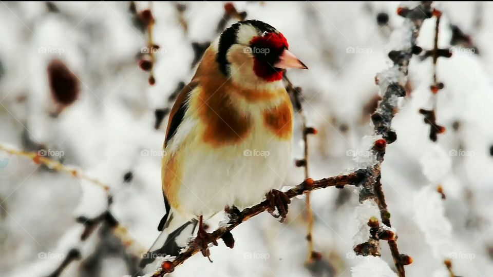 bird, leafs, wooden, sky, light,