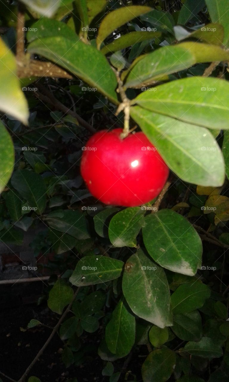 Acerola.
