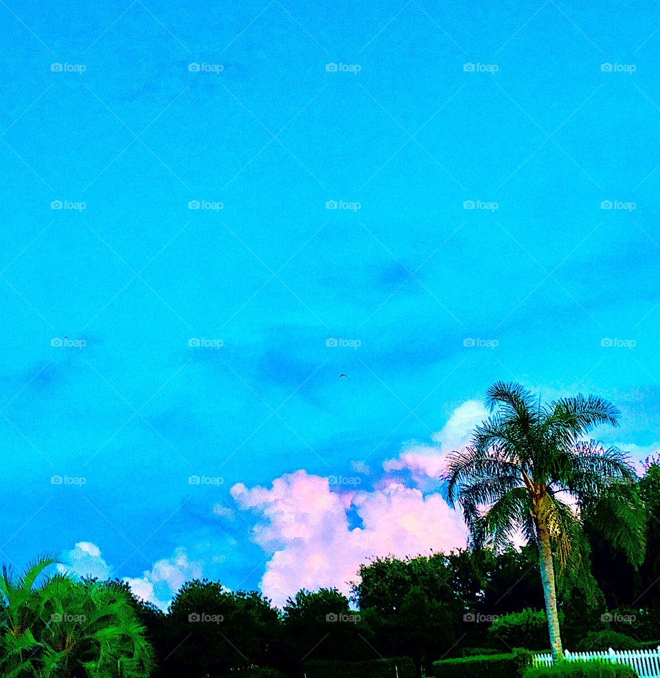 Palm tree silouette with greenery against blue sky and cloudbank highlighted by setting sun with purples and pinks in Florida
