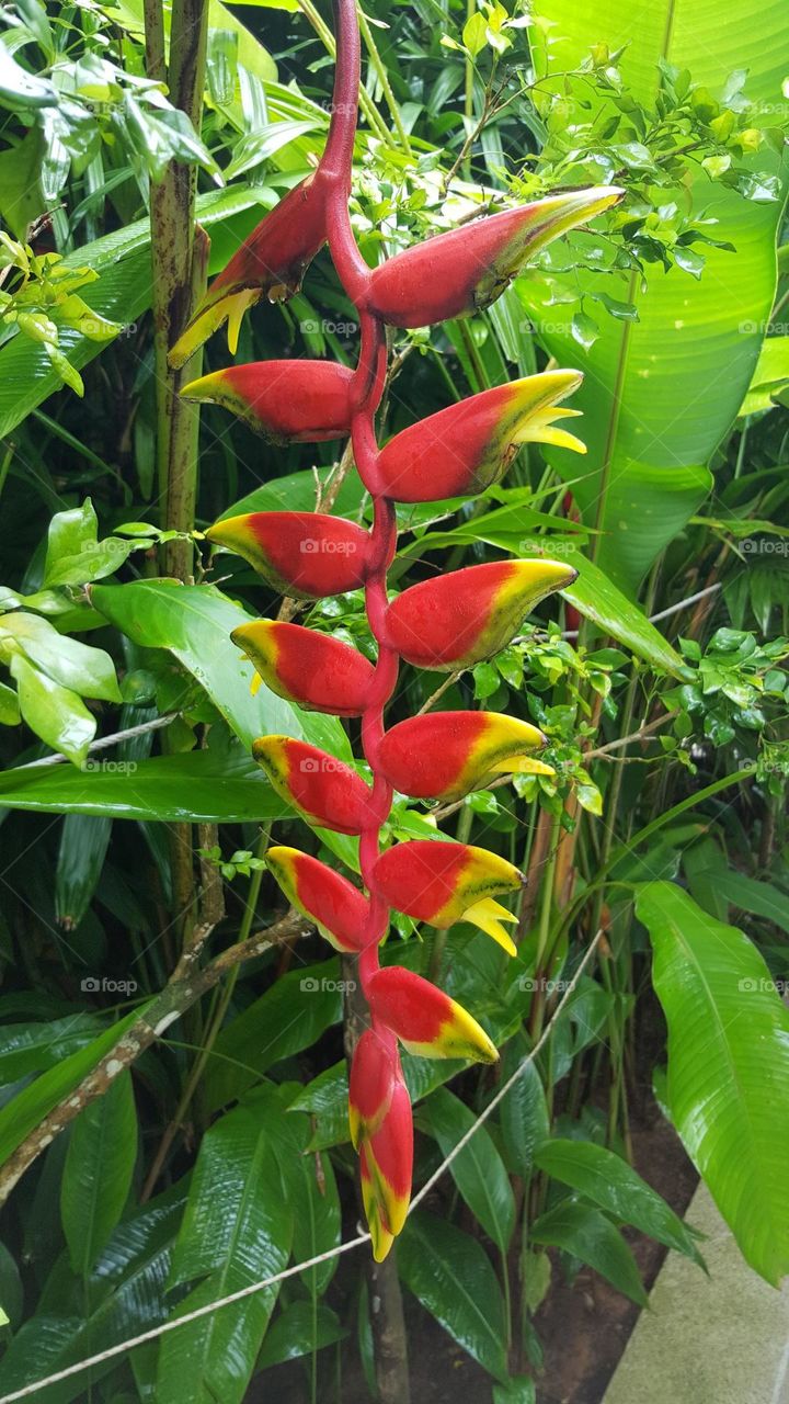 beautiful banana flower