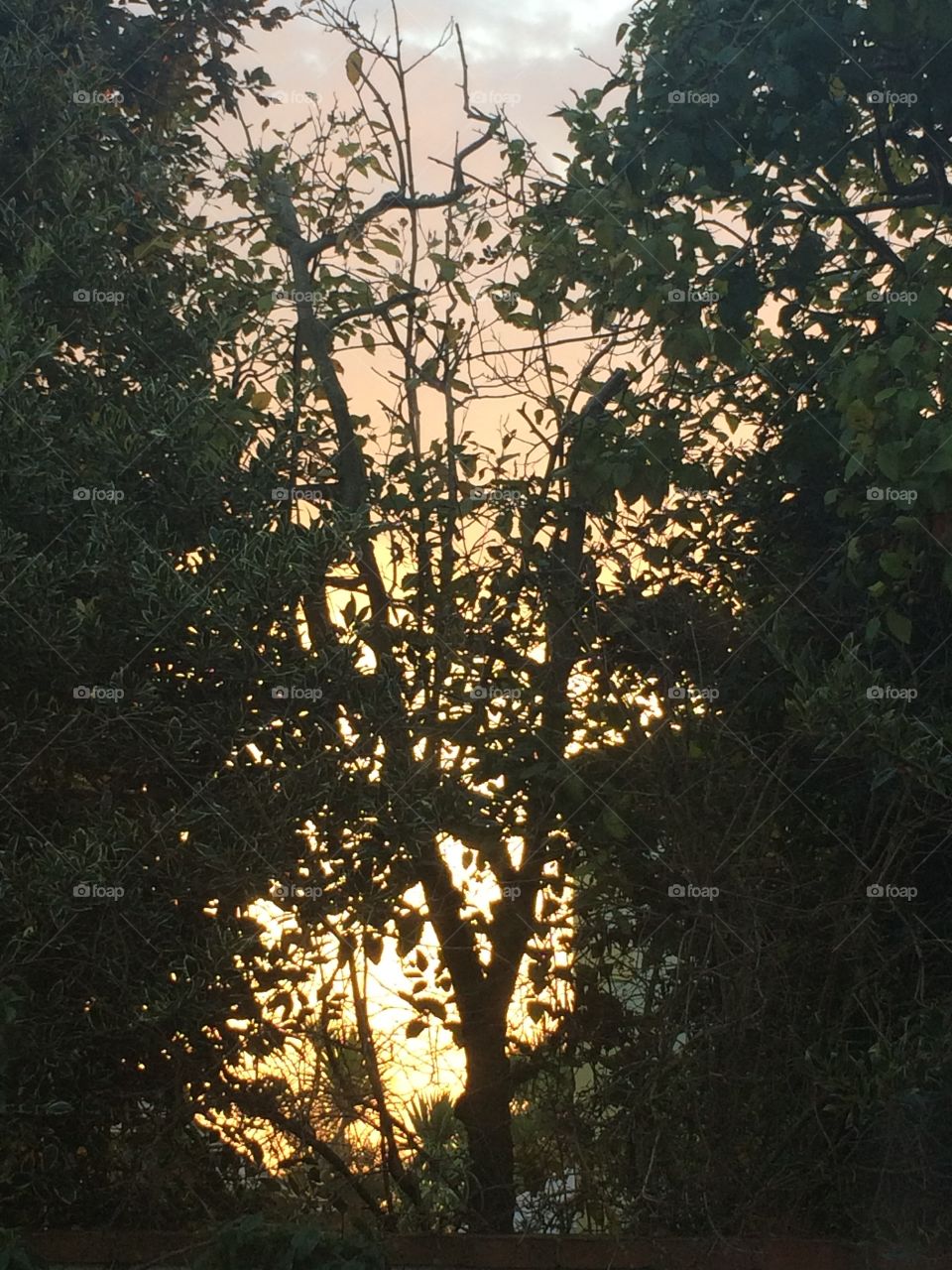 Sunrise through the trees 