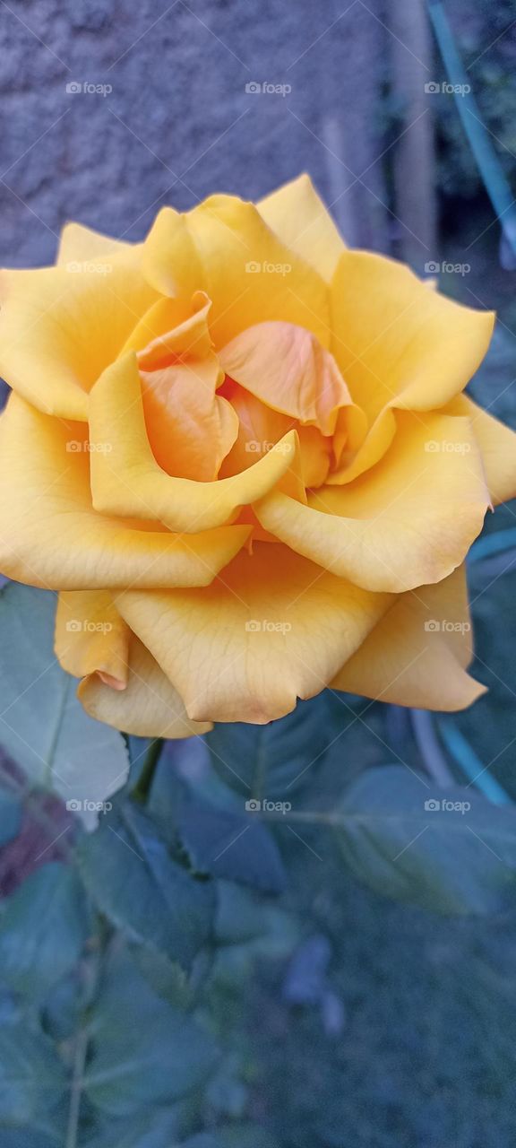 yellow Rose