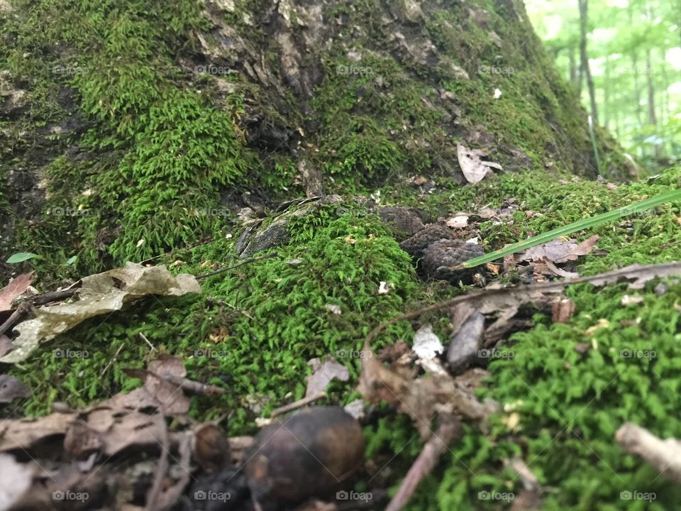 Tree moss 