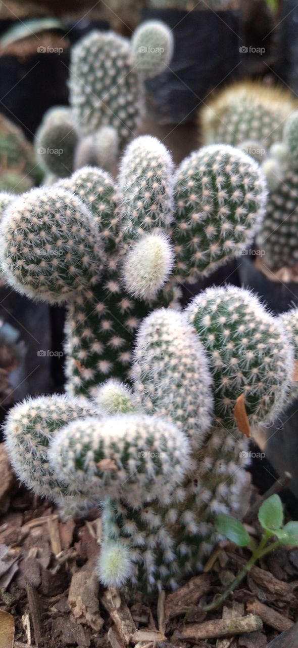 Beautiful dwarf cactus