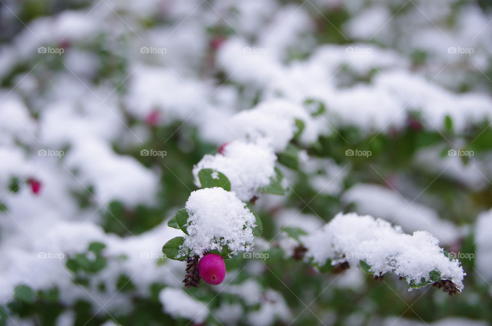 Plant covered with snow