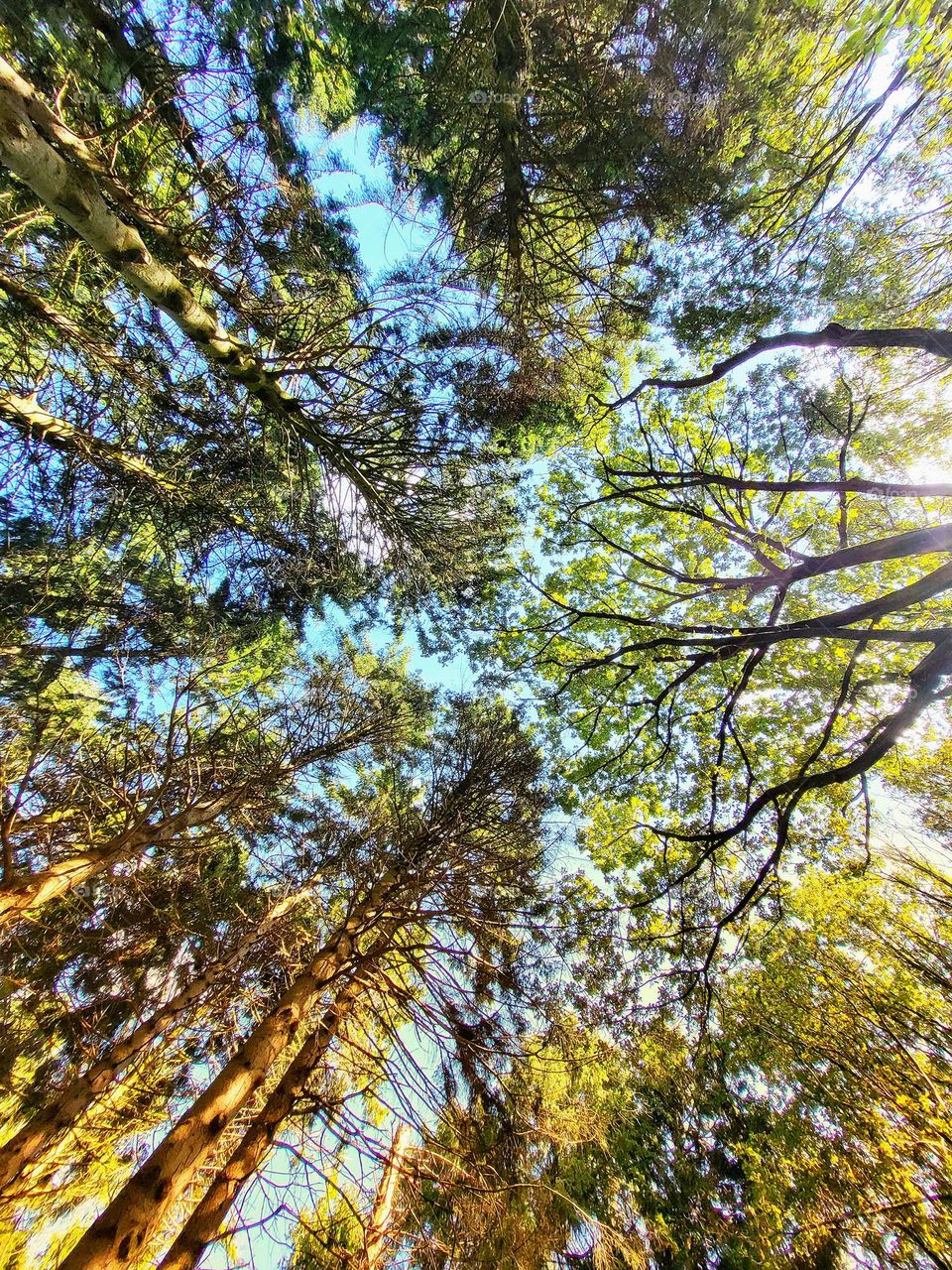 As if the trees are  talking to each other in the sky.💛💚🧡