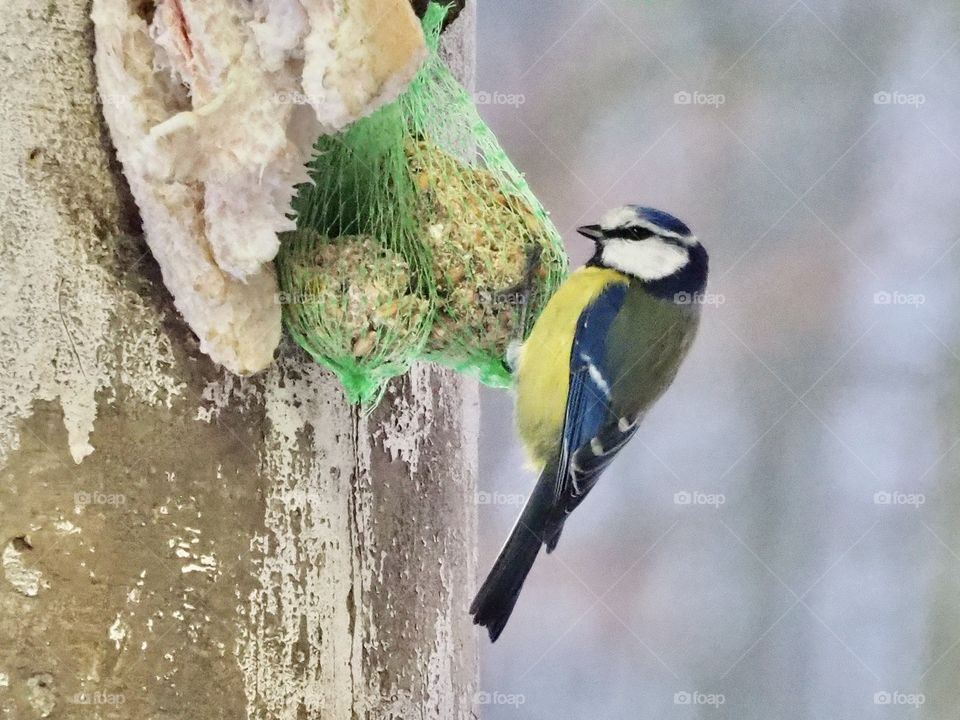 Blue tit