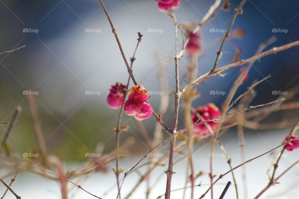 Frozen. Late frost=frozen beauty