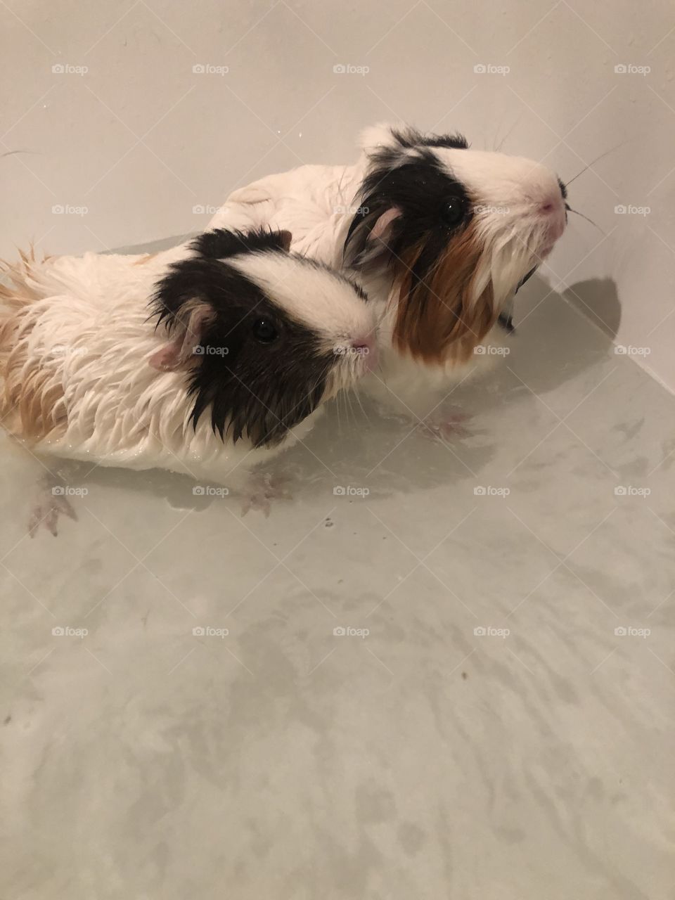 Adorable guina pigs taking a bath
