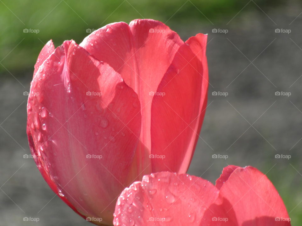 Bright and cheery tulips growing in the garden with water droplets on them 🌷