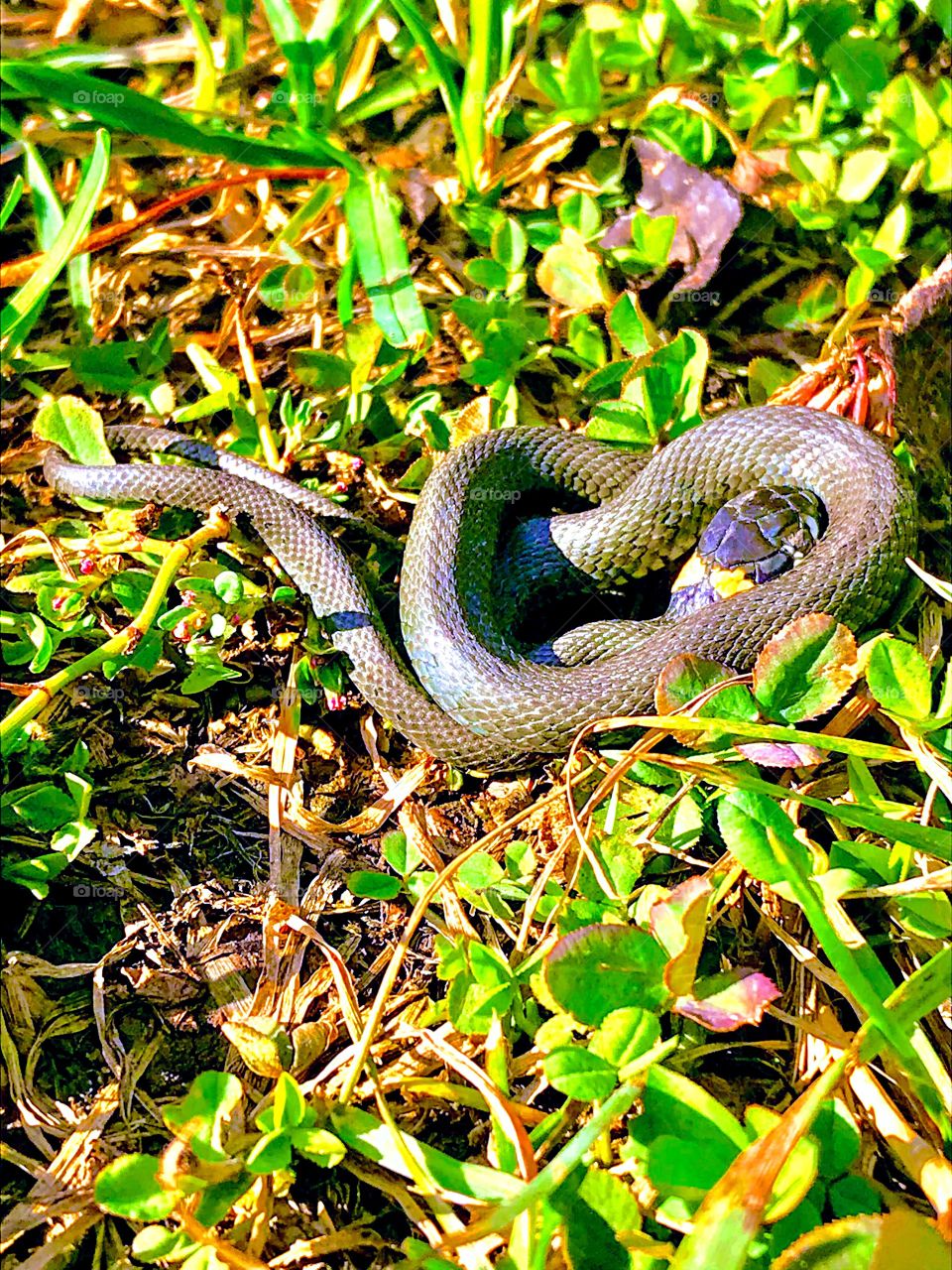 snake basks in the sunny meadow