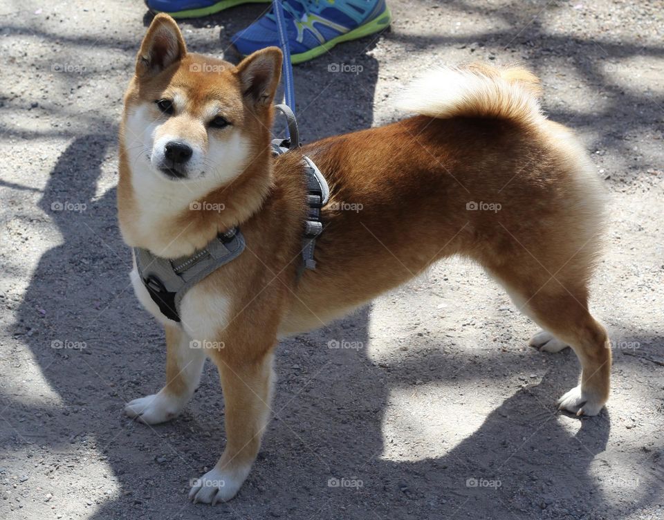 Pretty shiba dog