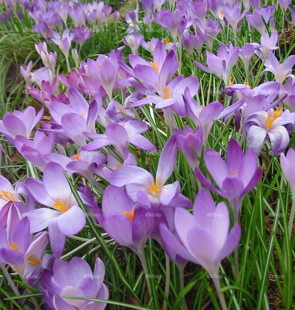 Purple flower blooming in field