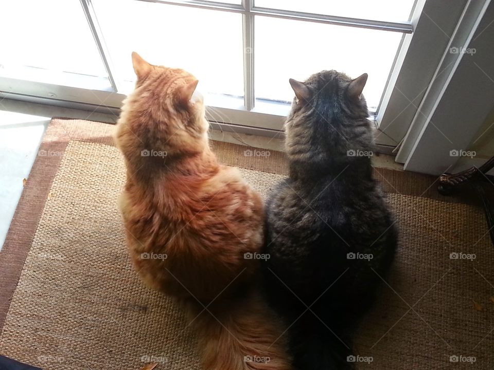 Best friend tabby cats looking out the window