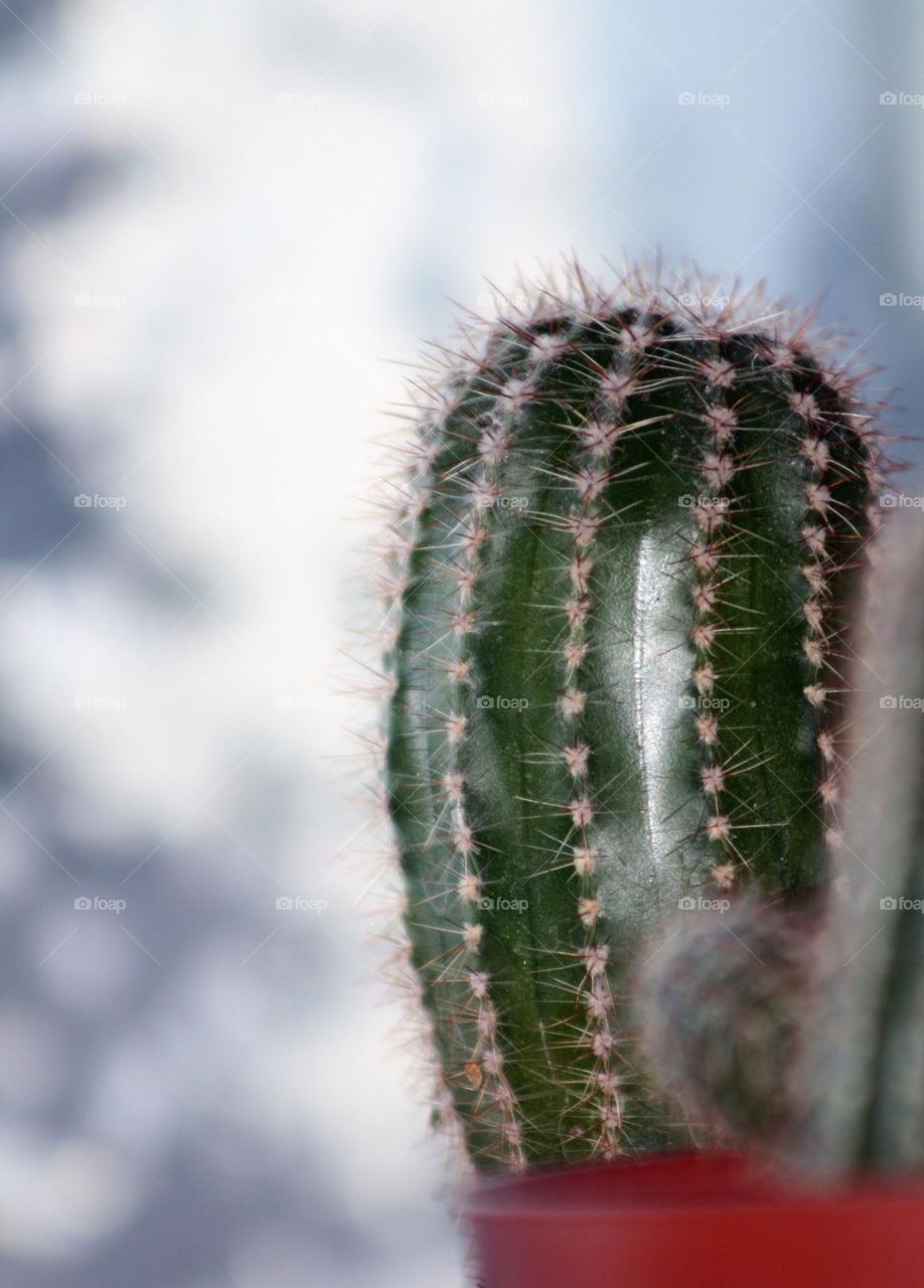 Cactus