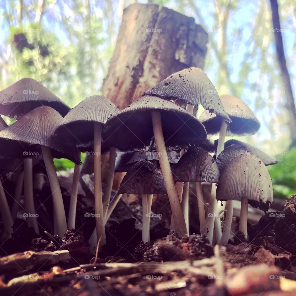 Wild Mushrooms 