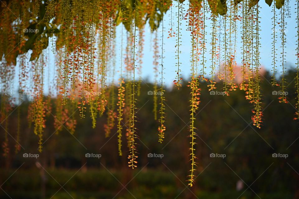 Beautiful Hanging Plant on the branch of tree 