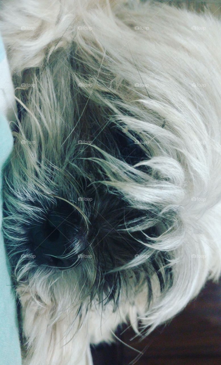 Sweety:some angels chose fur instead of wings.