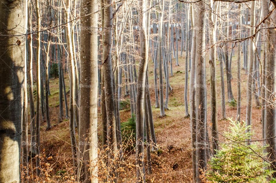 Beautiful Magic Forest, Rhodope Mountain, Bulgaria