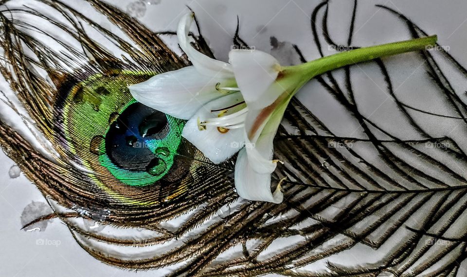 peacock feather and flower