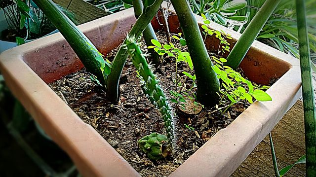 VASO CACTOS