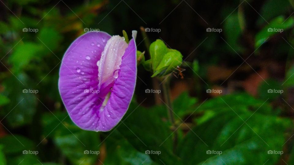 A purple wild flower