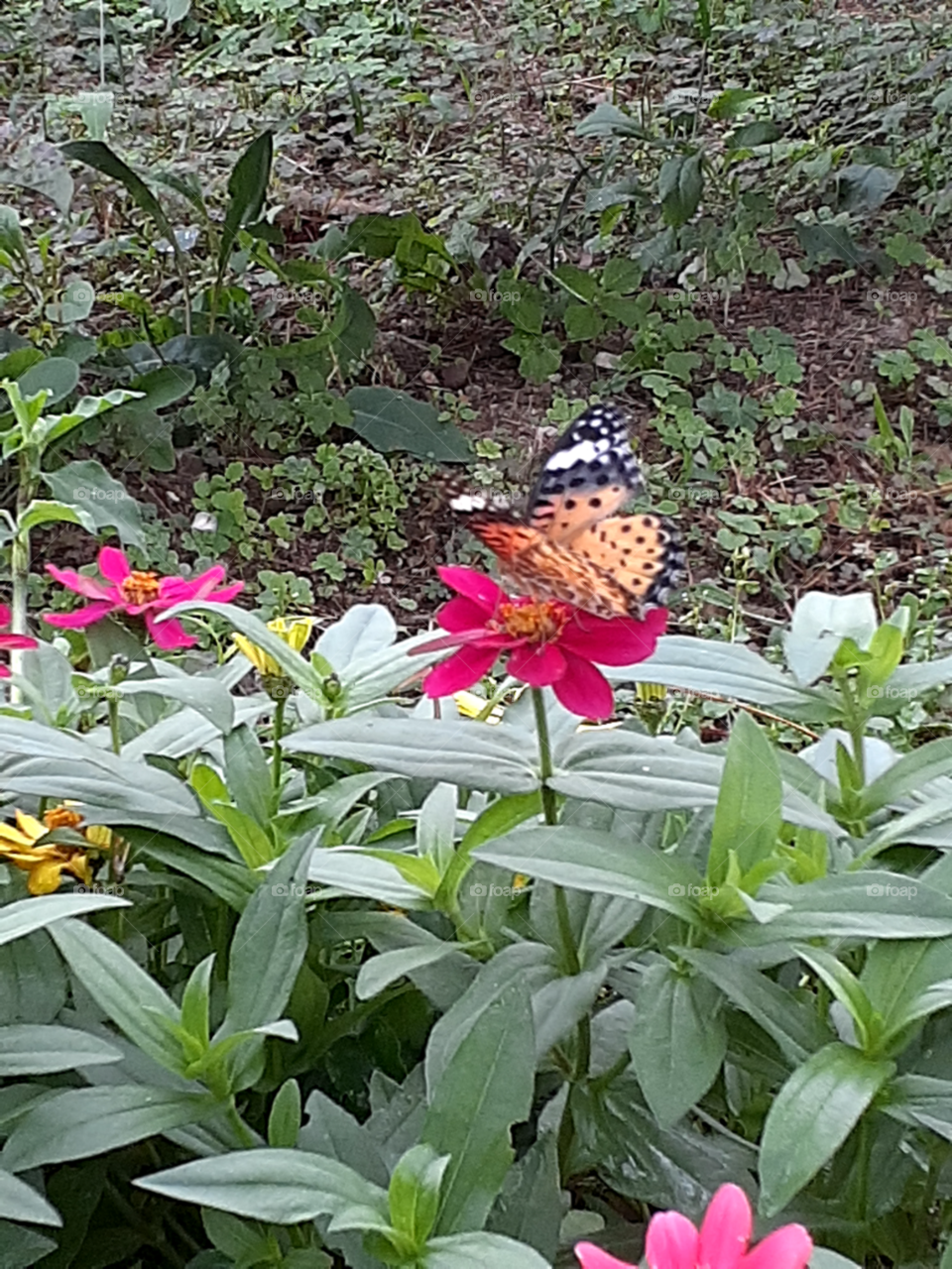 portrait  of a pink flower  and the orange  butterfly that's sucking on its juice.