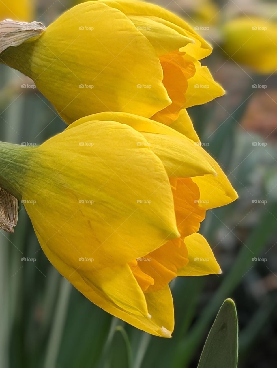 Blooming daffodils