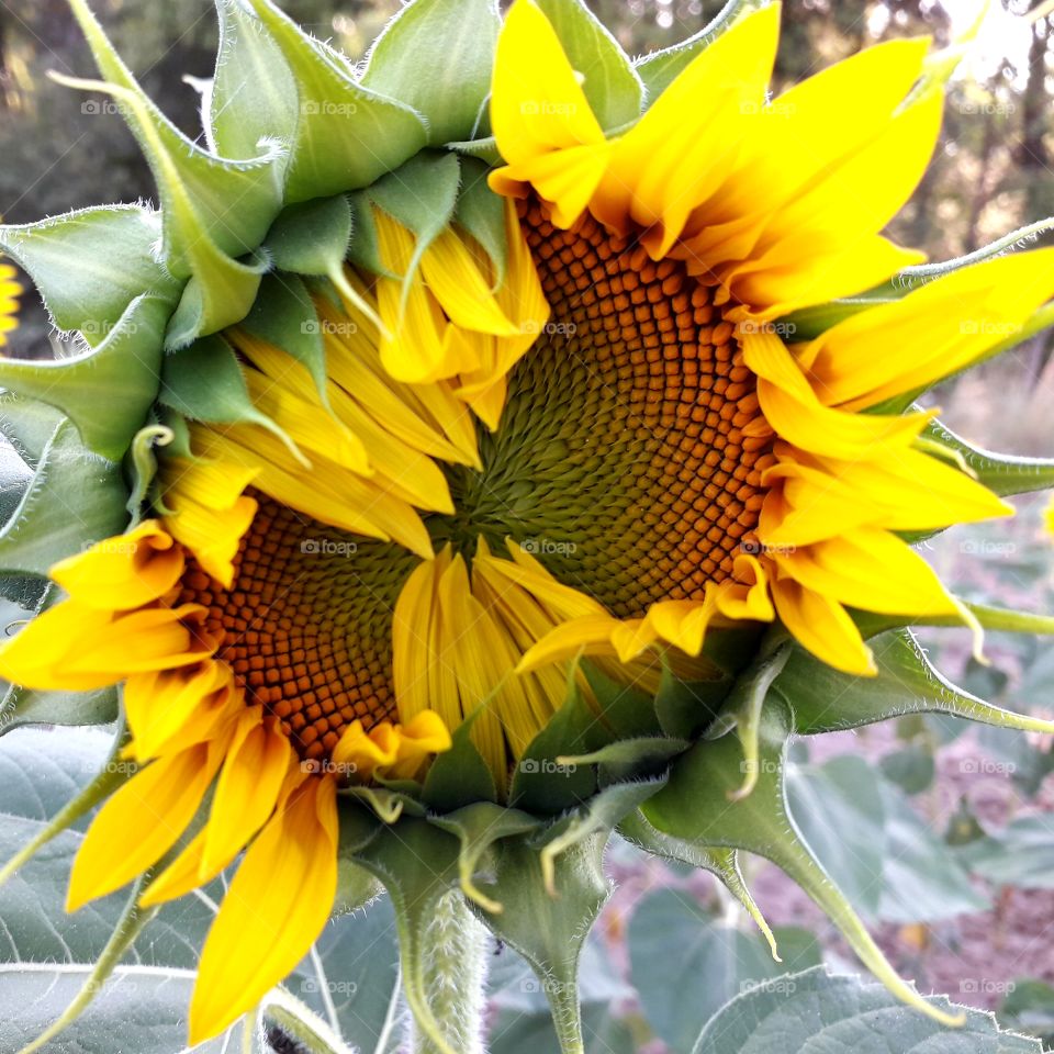 Sunflower