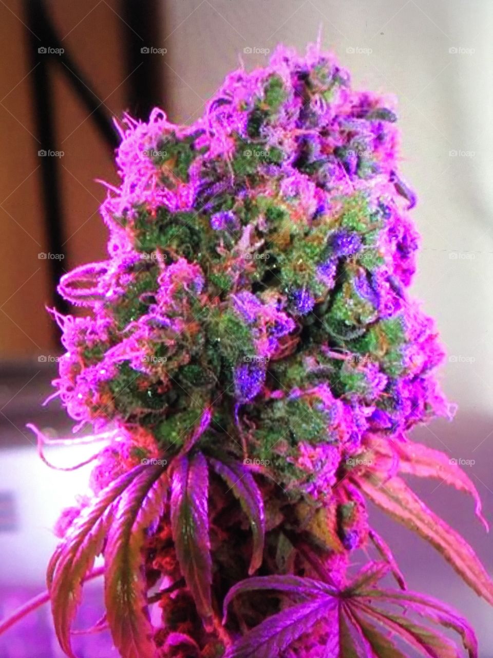 Purple haze flower