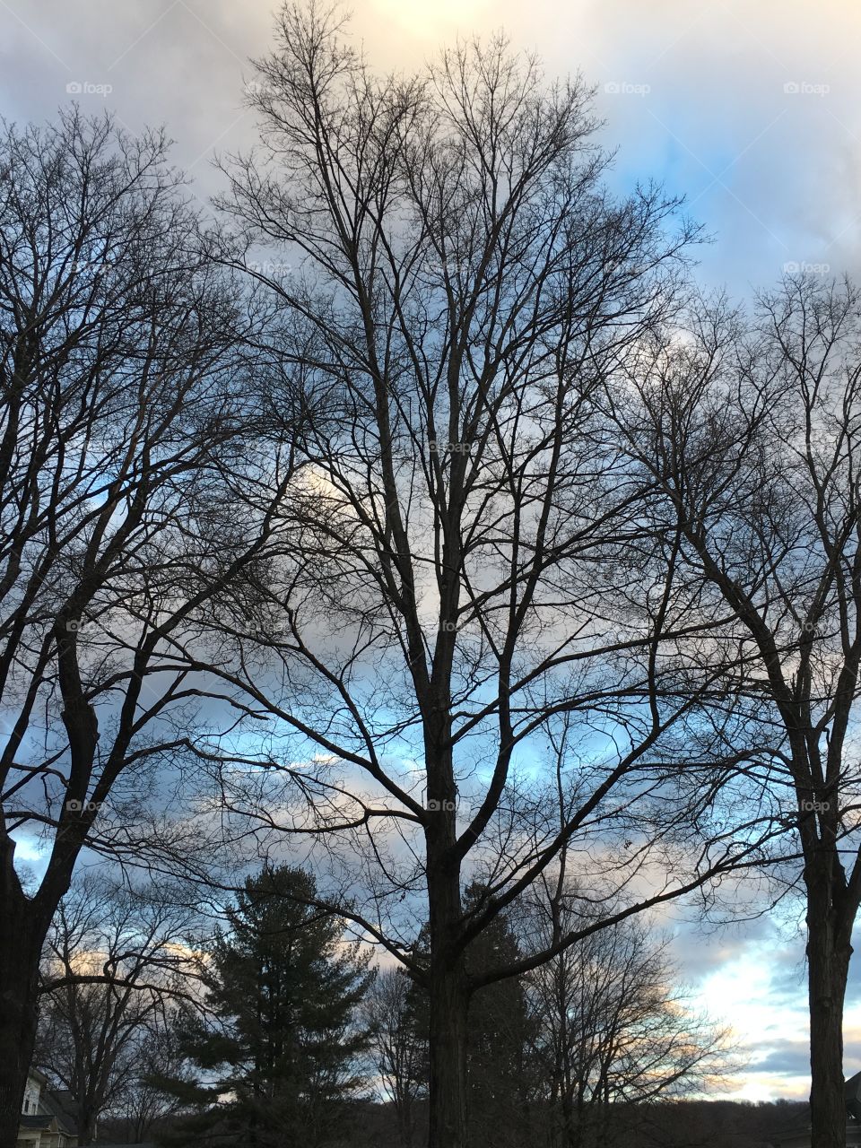 Trees and clouds