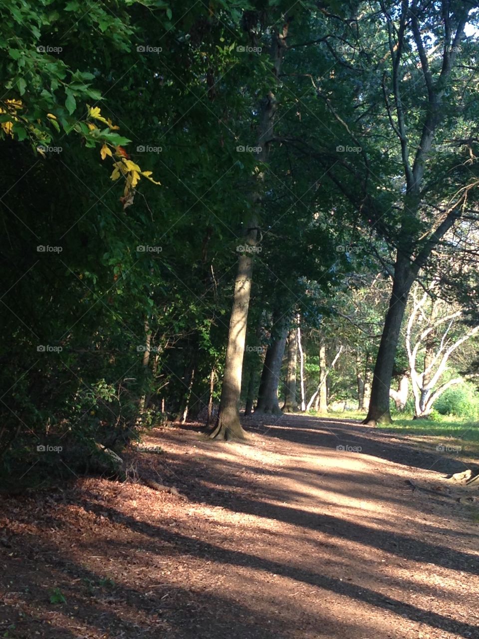 Walking along the path in Norembega Park 