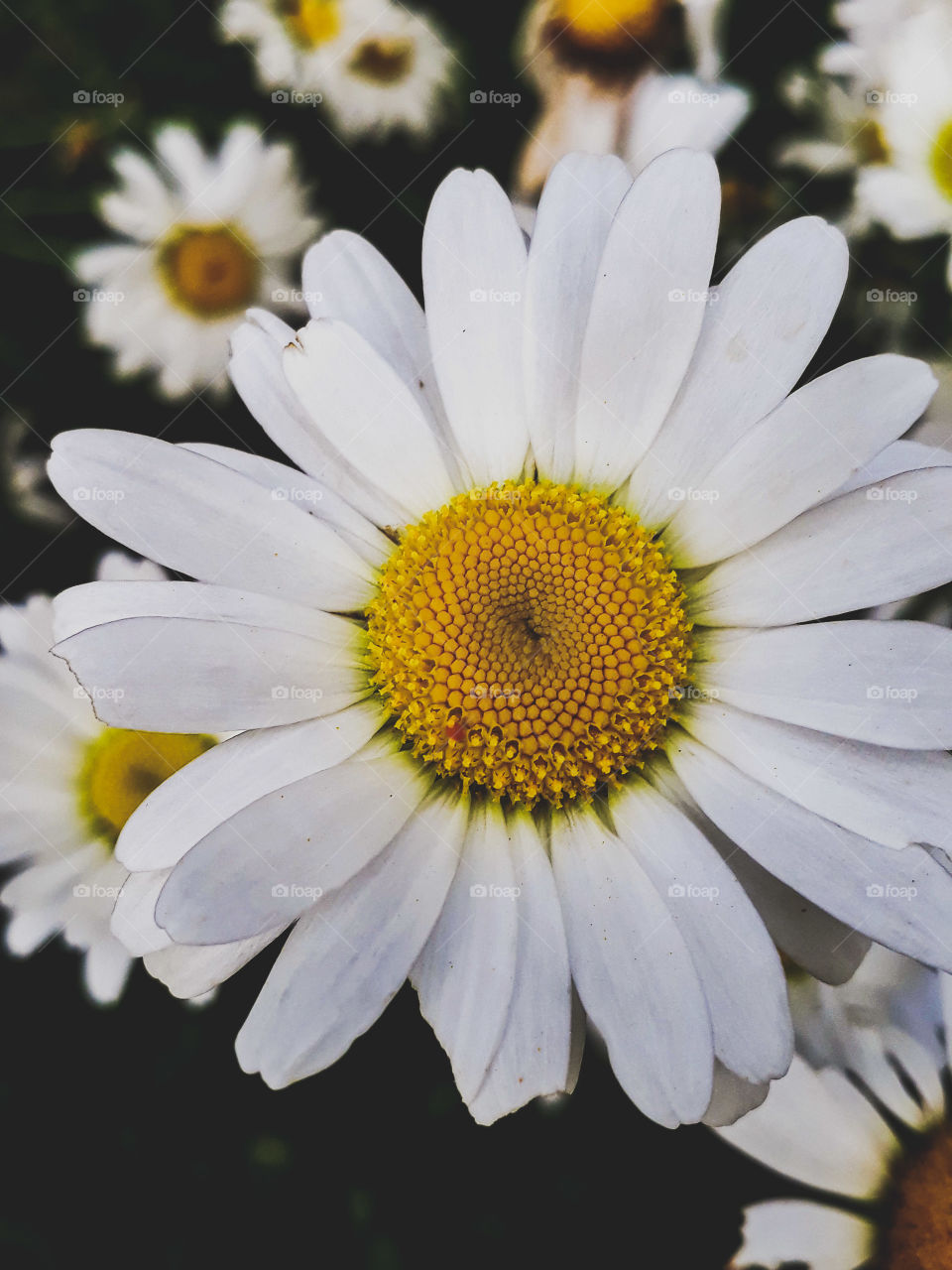 Closeup shot of beautiful daisy