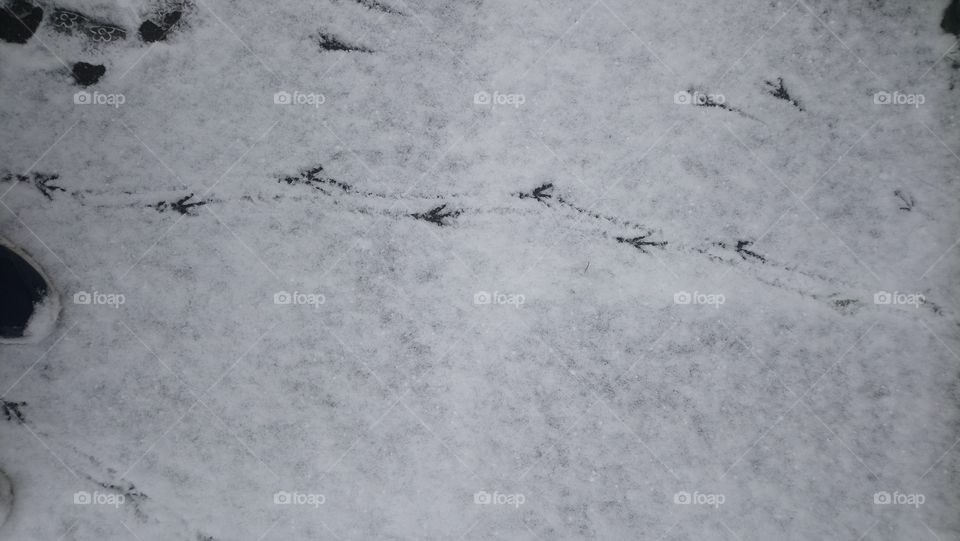 Birds footprint in snow