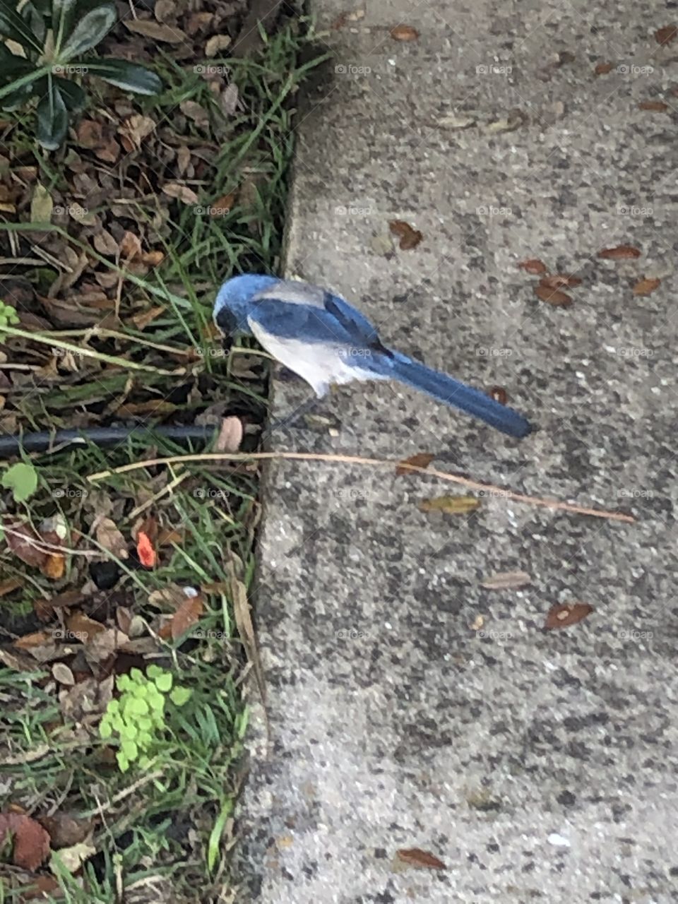 Florida Scrub-Jay