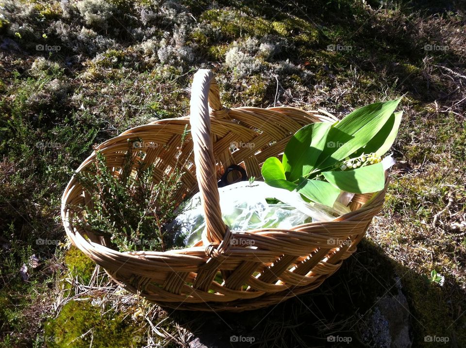 Gathering herbs. A basket with herbs and flowers 