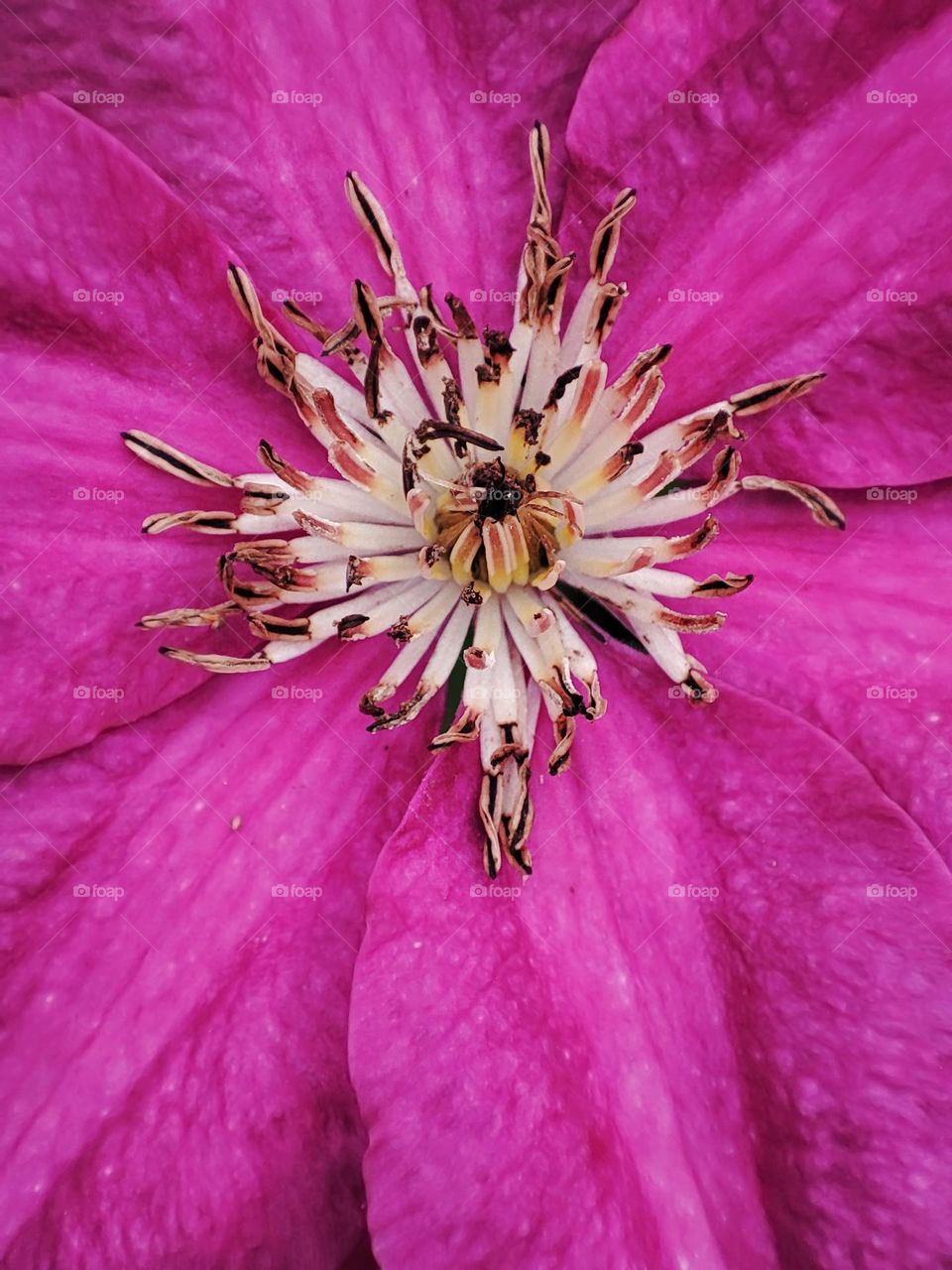 Macro photo of flower growing in the garden