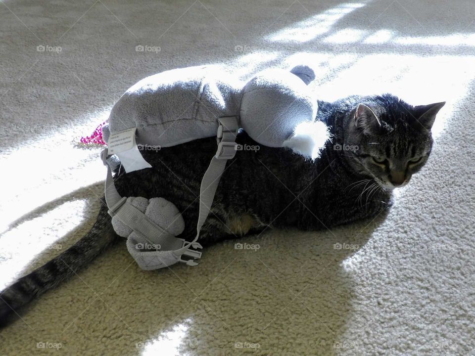 Koala riding a cat