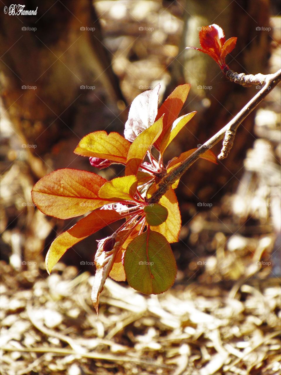 Spring leaves