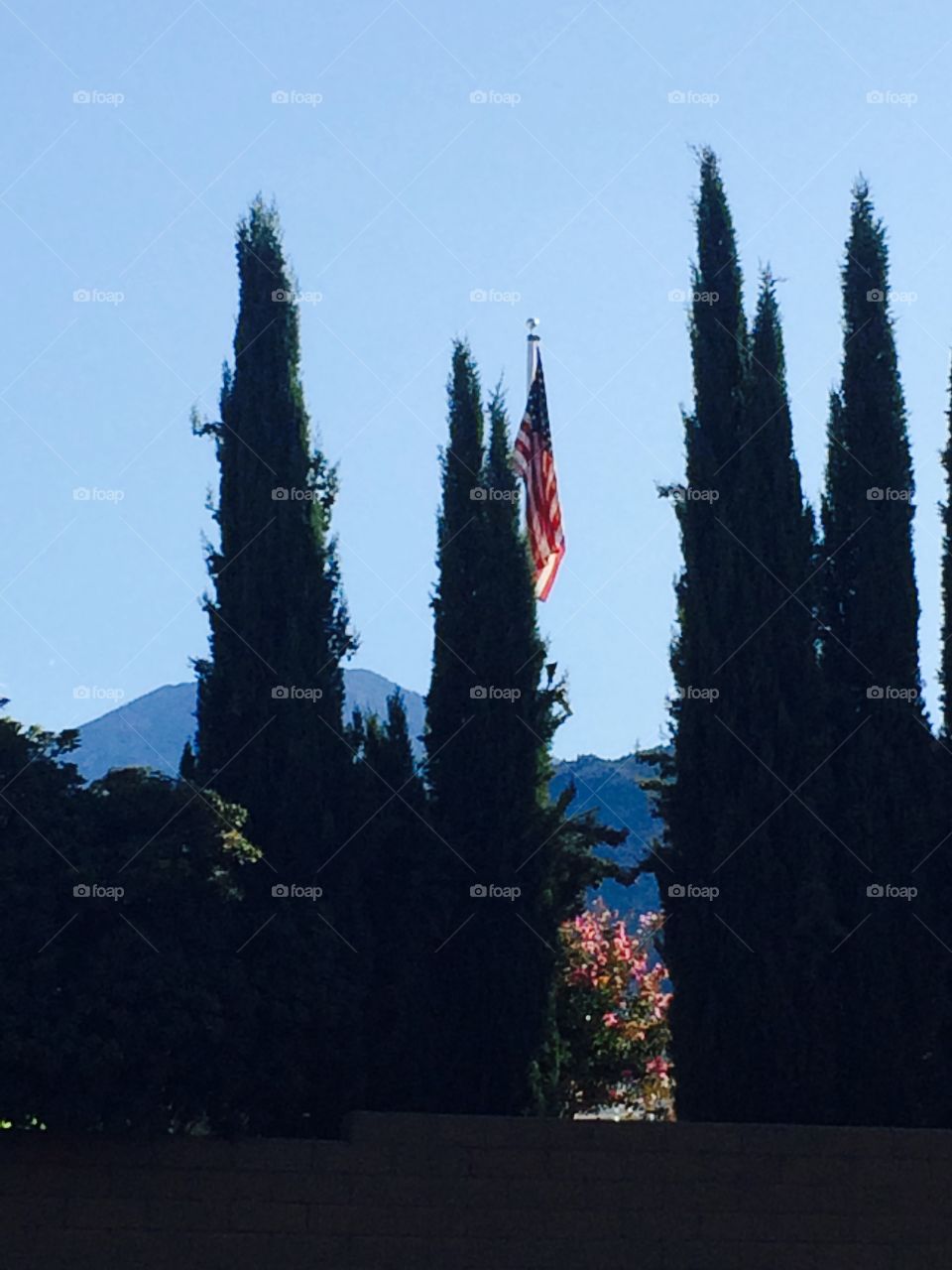 Flag and trees