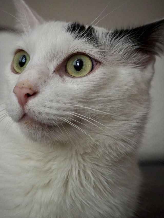 Happy cat