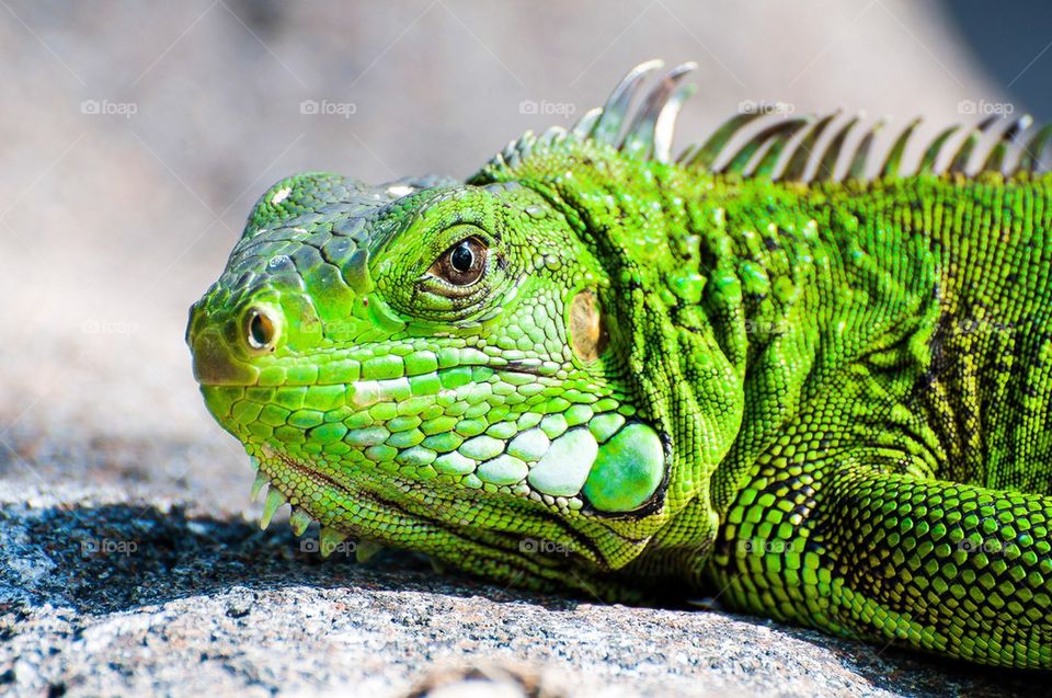 Close-up of green Iguana on rock