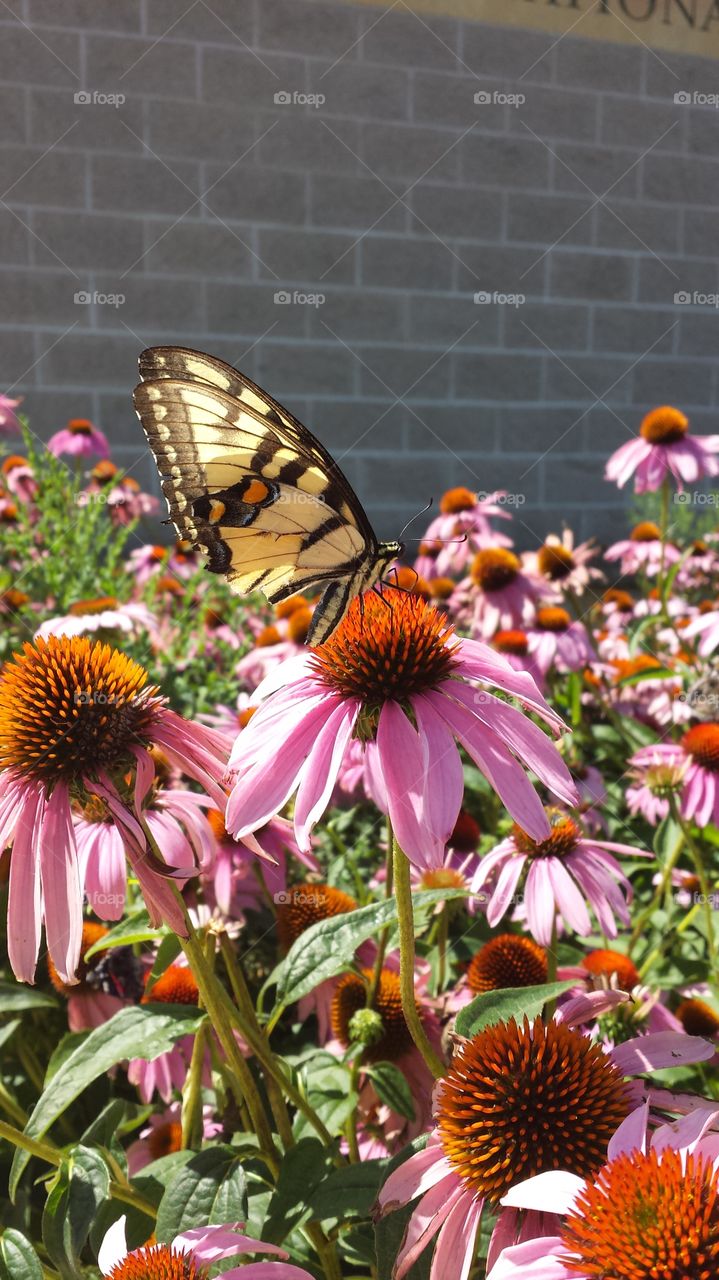 Butterfly on Coneflower