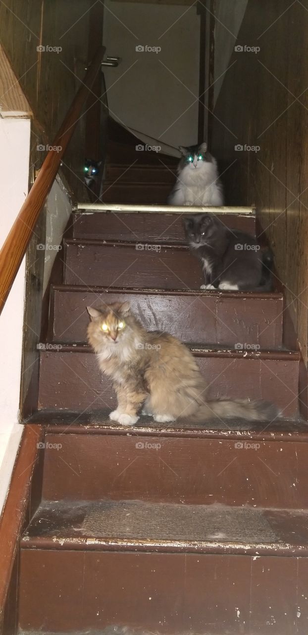 cats on the steps