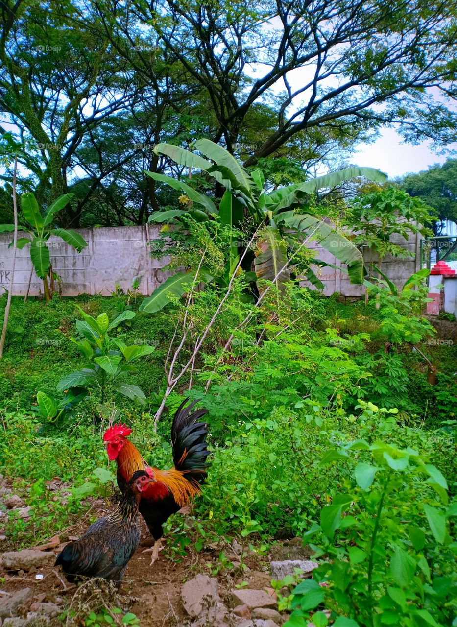 My Village Beautiful View