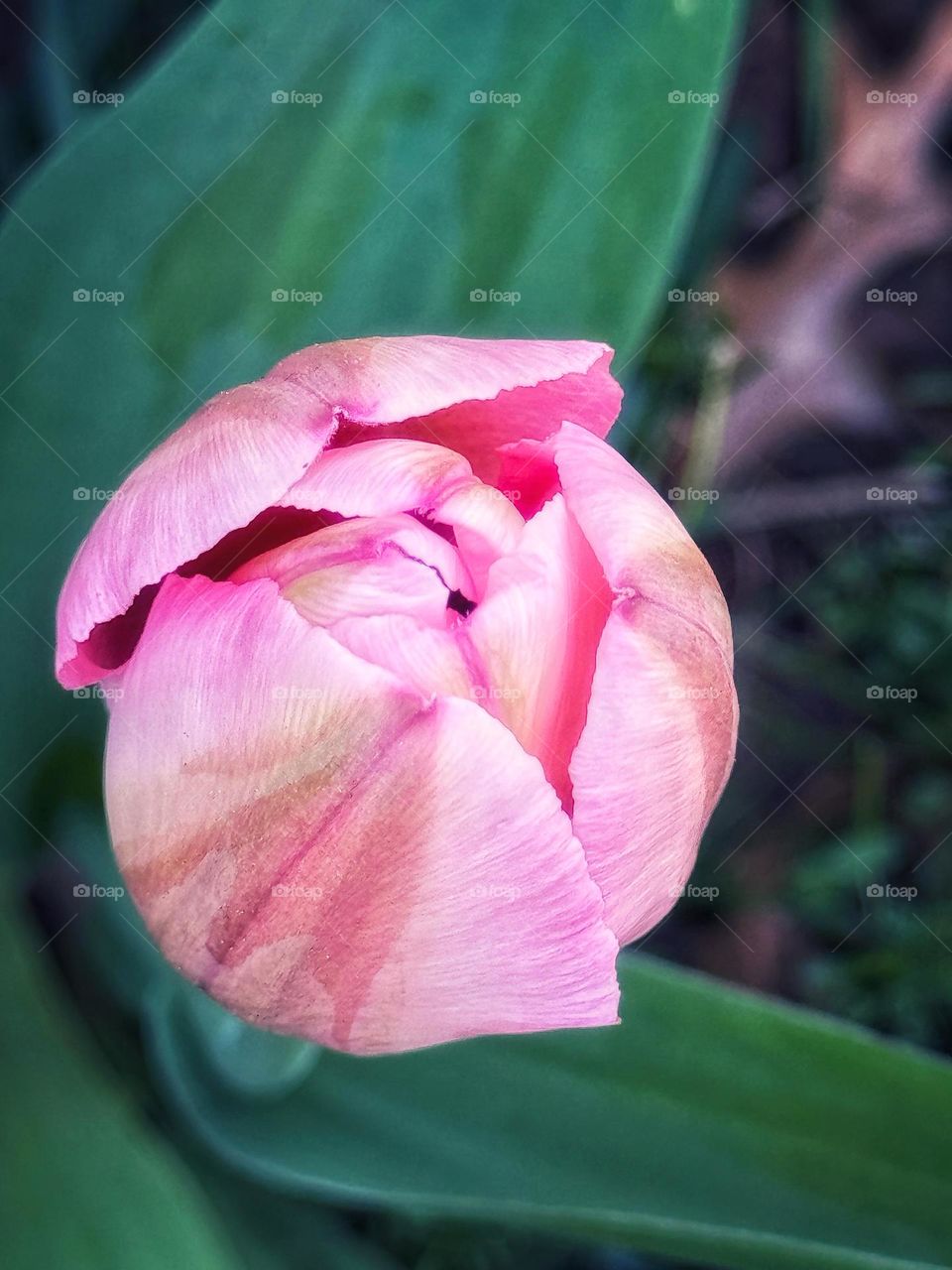 Single pink tulip 