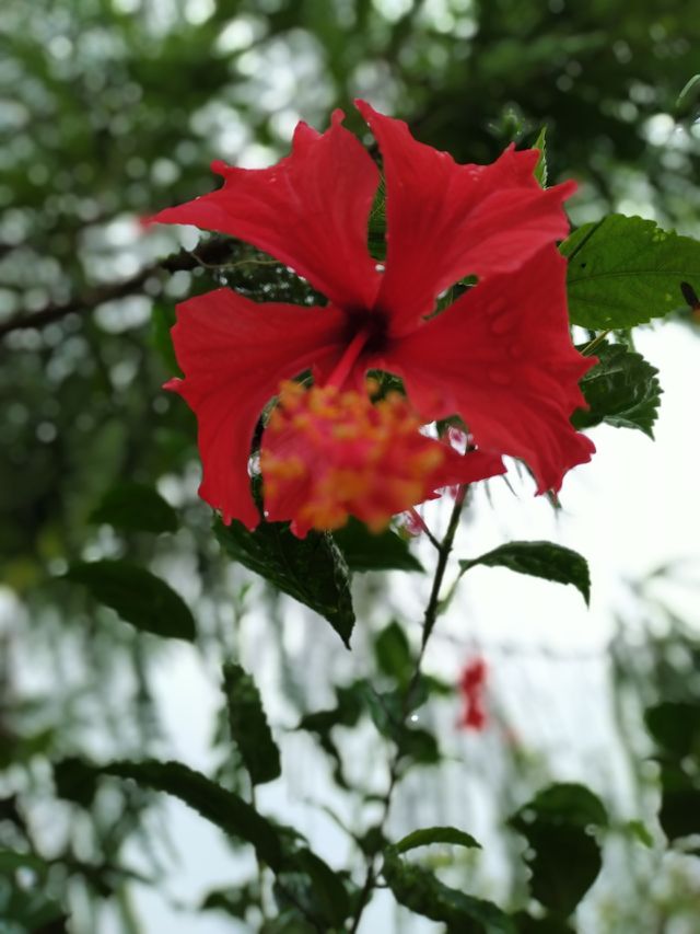 Portrait of Plants