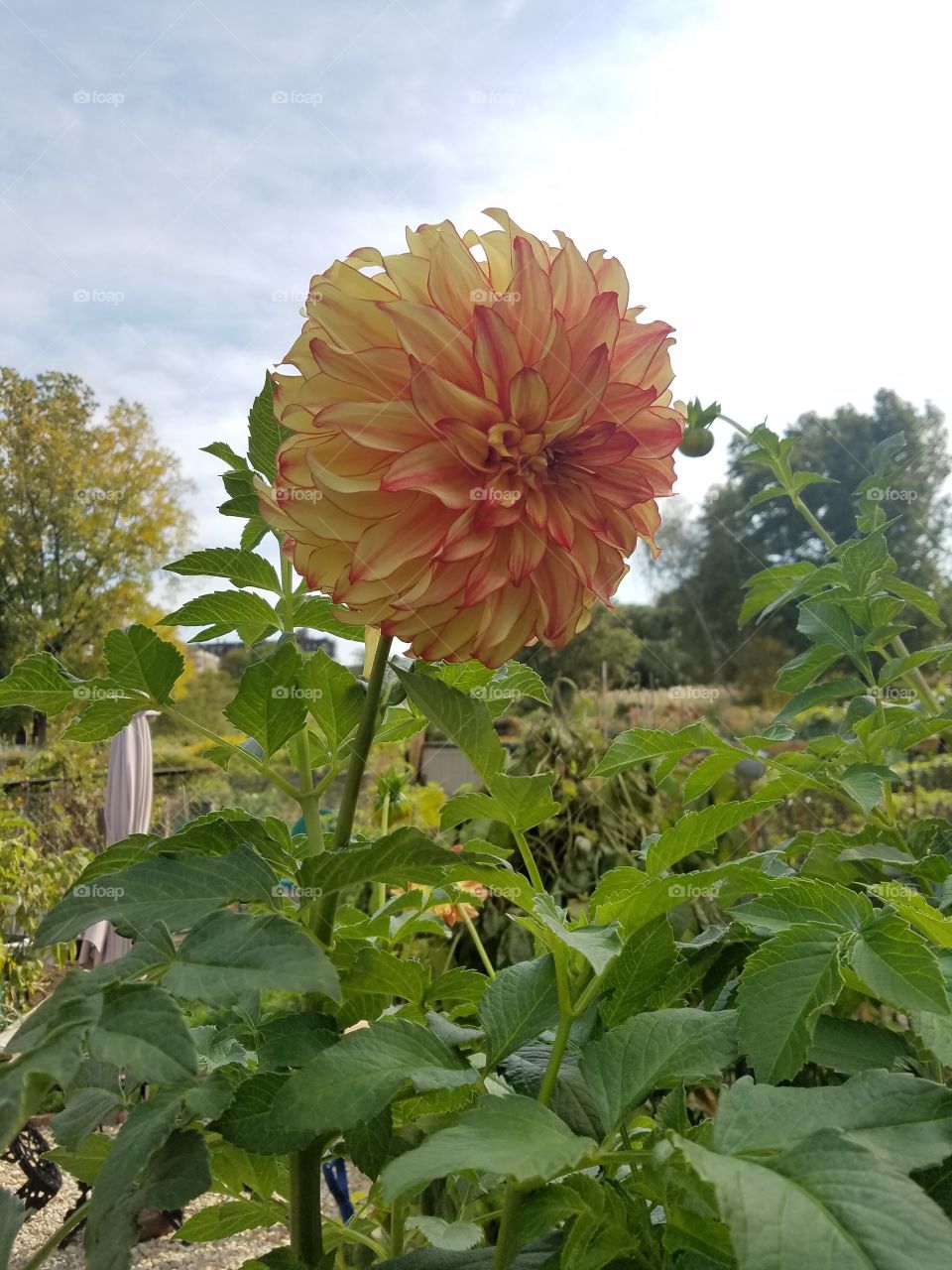 Nature, No Person, Summer, Leaf, Flower