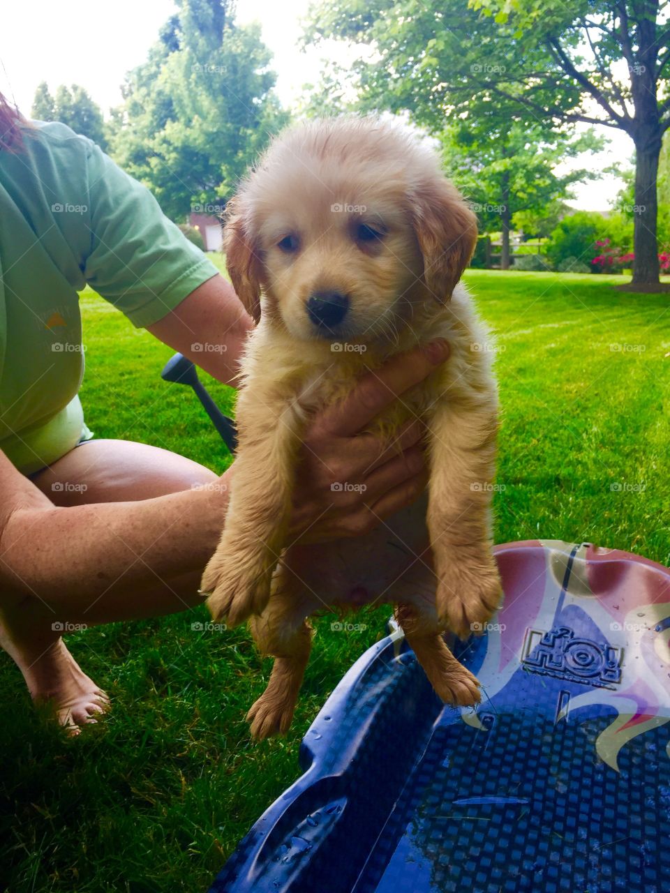 Golden retriever puppy 